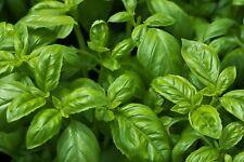 Sweet Basil Seeds, NON-GMO, Common Basil, Easy Grow Herb, FREE SHIPPING