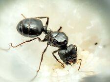 Pheidole rhea-Queen Ant-Big Headed Ants-Feeder Insect-WORLDS LARGEST PHEIDOLE