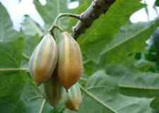 25+ Oak Leaved Papaya Seeds for Garden Planting - USA - FAST SHIPPING!